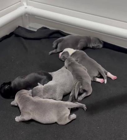 Staffordshire Bull Terrier puppy for sale by KINGOFSTAF
