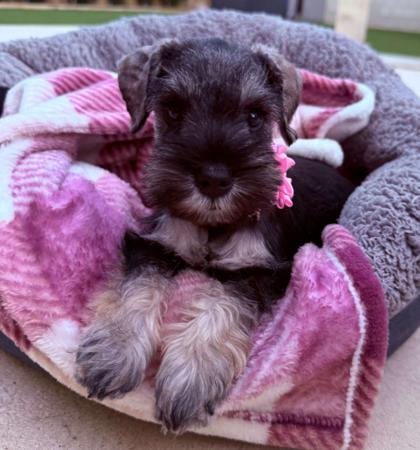Schnauzer (Miniature) puppy for sale by FEICHANGKELE