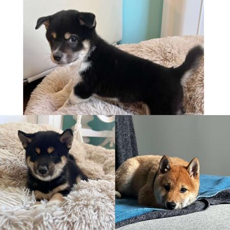 Shiba Inu puppy for sale by FEICHANGKELE