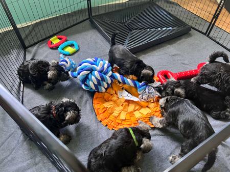 Schnauzer (Miniature) puppy for sale by FEICHANGKELE