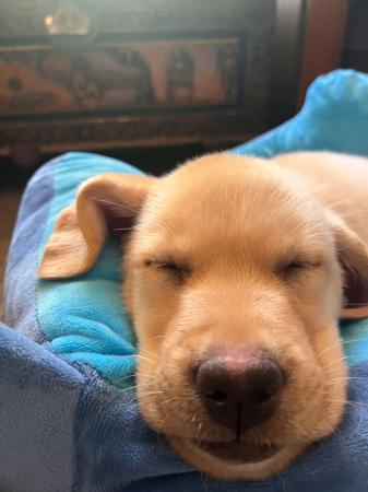 Labrador Retriever puppy for sale by FEICHANGKELE