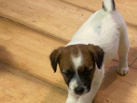 Jack Russell Terrier puppy for sale by WILDENFOX