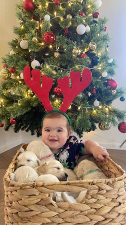 Golden Retriever for sale by AURUMINE