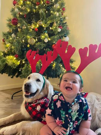 Golden Retriever for sale by AURUMINE