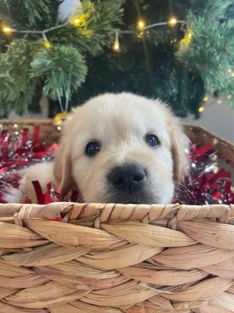 Golden Retriever for sale by AURUMINE