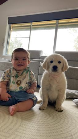 Golden Retriever for sale by AURUMINE