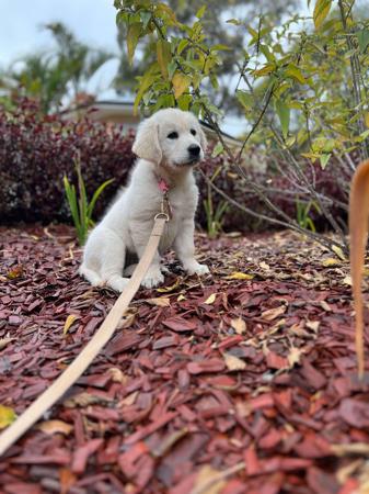 Golden Retriever for sale by AURUMINE