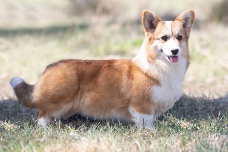 Welsh Corgi (Pembroke) puppy for sale by NIRENO