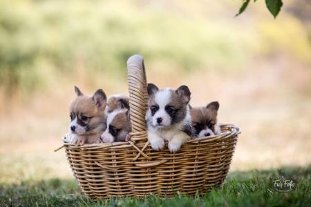 Welsh Corgi (Pembroke) puppy for sale by NIRENO