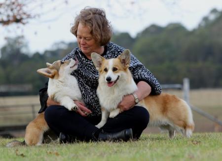 Welsh Corgi (Pembroke) puppy for sale by NIRENO