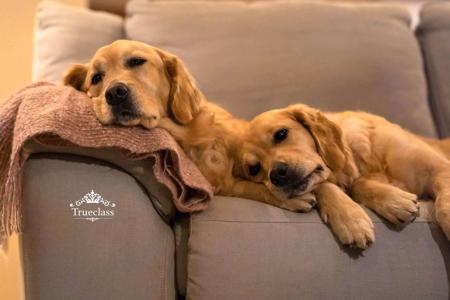 Golden Retriever for sale by TRUECLASS