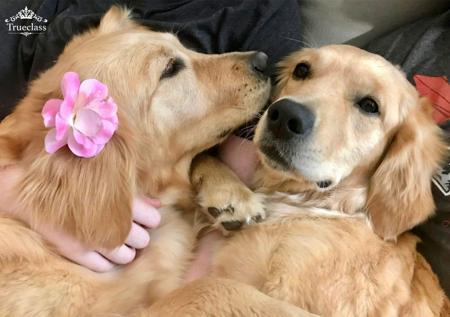 Golden Retriever for sale by TRUECLASS