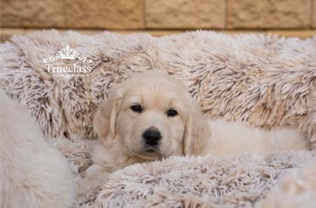 Golden Retriever for sale by TRUECLASS