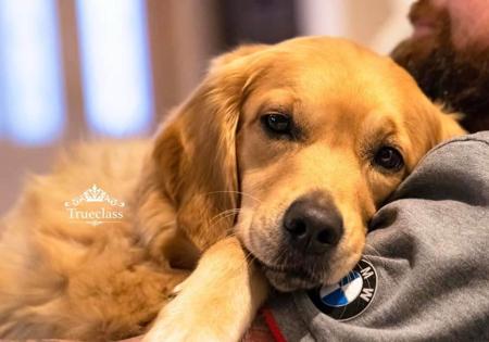 Golden Retriever for sale by TRUECLASS