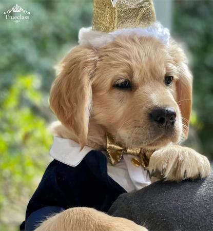 Golden Retriever for sale by TRUECLASS