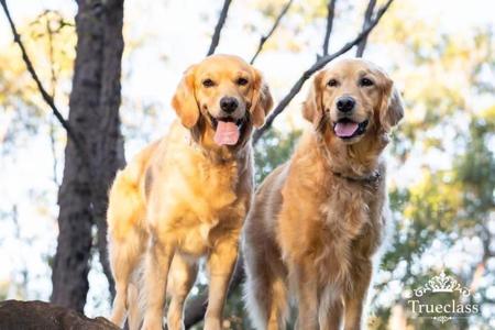 Golden Retriever for sale by TRUECLASS