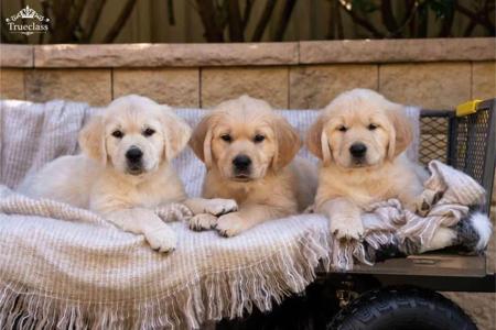 Golden Retriever for sale by TRUECLASS