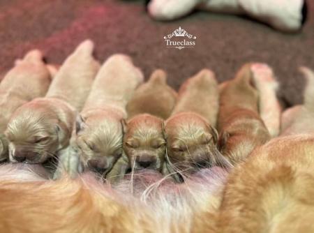 Golden Retriever for sale by TRUECLASS