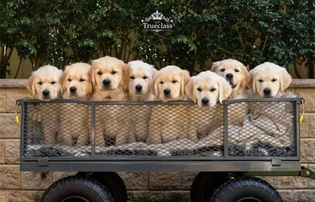 Golden Retriever for sale by TRUECLASS