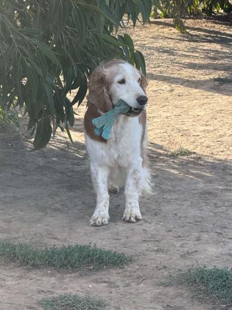 Welsh Springer Spaniel puppy for sale by LAUGHARNE