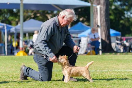 Yarrinarra Inner Courage Cairn Terrier