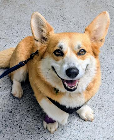 Welsh Corgi (Pembroke) puppy for sale by MOLLYPOPS