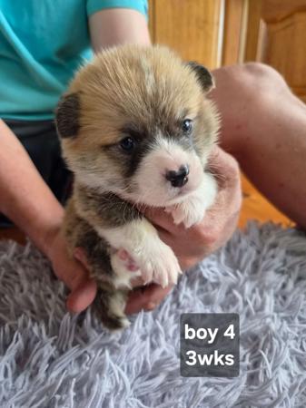 Welsh Corgi (Pembroke) puppy for sale by MOLLYPOPS