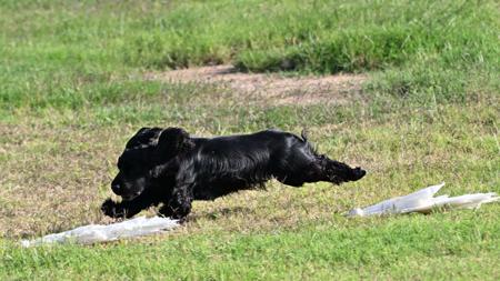 Cocker Spaniel for sale by ONELBD