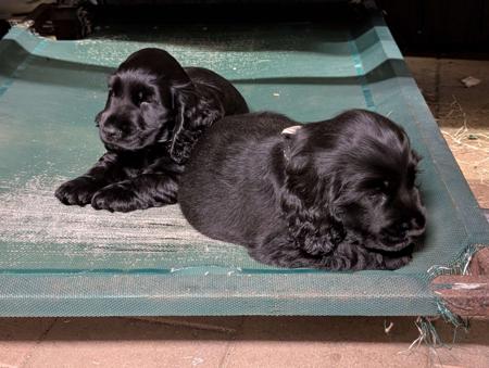 Cocker Spaniel for sale by ONELBD