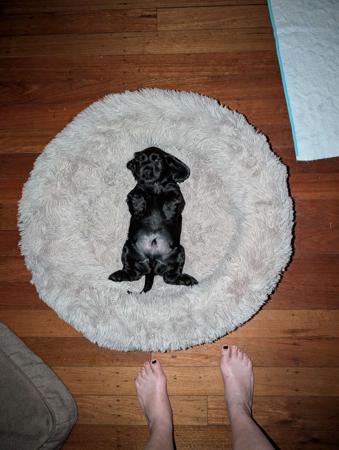 Cocker Spaniel for sale by ONELBD