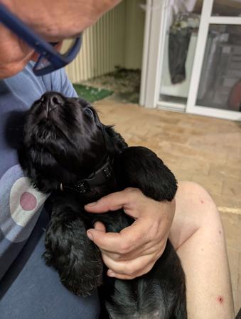 Cocker Spaniel for sale by ONELBD