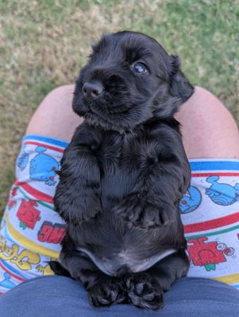 Cocker Spaniel for sale by ONELBD