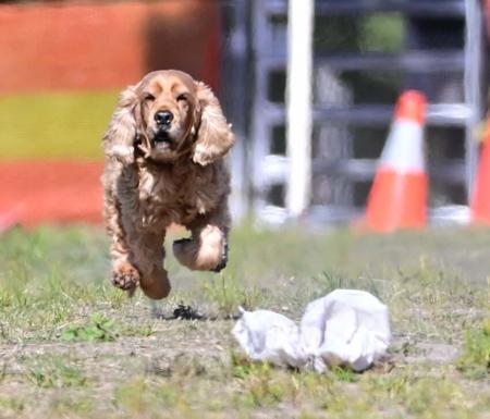 Cocker Spaniel for sale by ONELBD