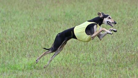 Cocker Spaniel for sale by ONELBD