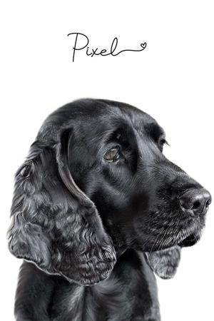 Cocker Spaniel for sale by ONELBD