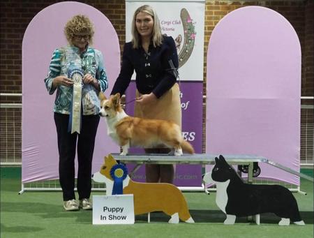 Welsh Corgi (Pembroke) puppy for sale by CHINACREST