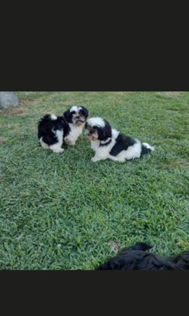 Shih Tzu for sale by STARPLATNUM