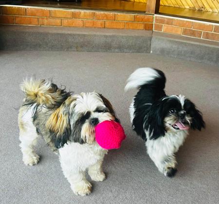 Shih Tzu for sale by STARPLATNUM