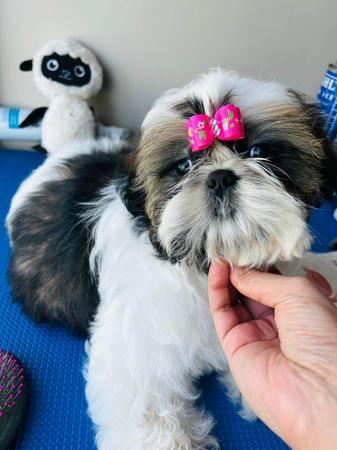 Shih Tzu for sale by STARPLATNUM