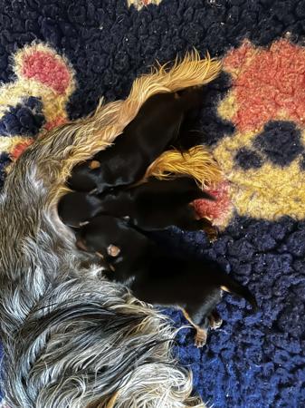 Yorkshire Terrier for sale by STARPLATNUM