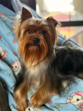 Yorkshire Terrier for sale by STARPLATNUM