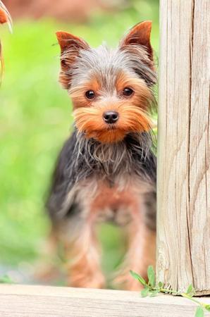 Yorkshire Terrier for sale by STARPLATNUM