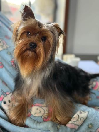 Yorkshire Terrier for sale by STARPLATNUM