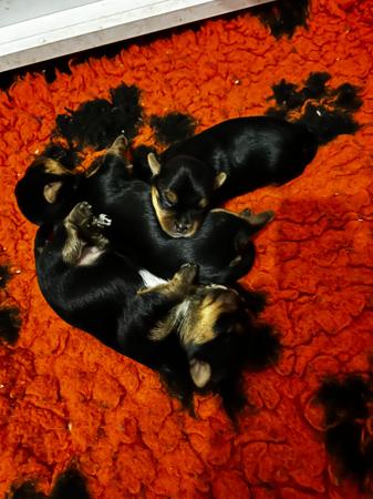Yorkshire Terrier for sale by STARPLATNUM