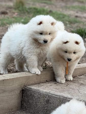 Samoyed puppy for sale by DENISE