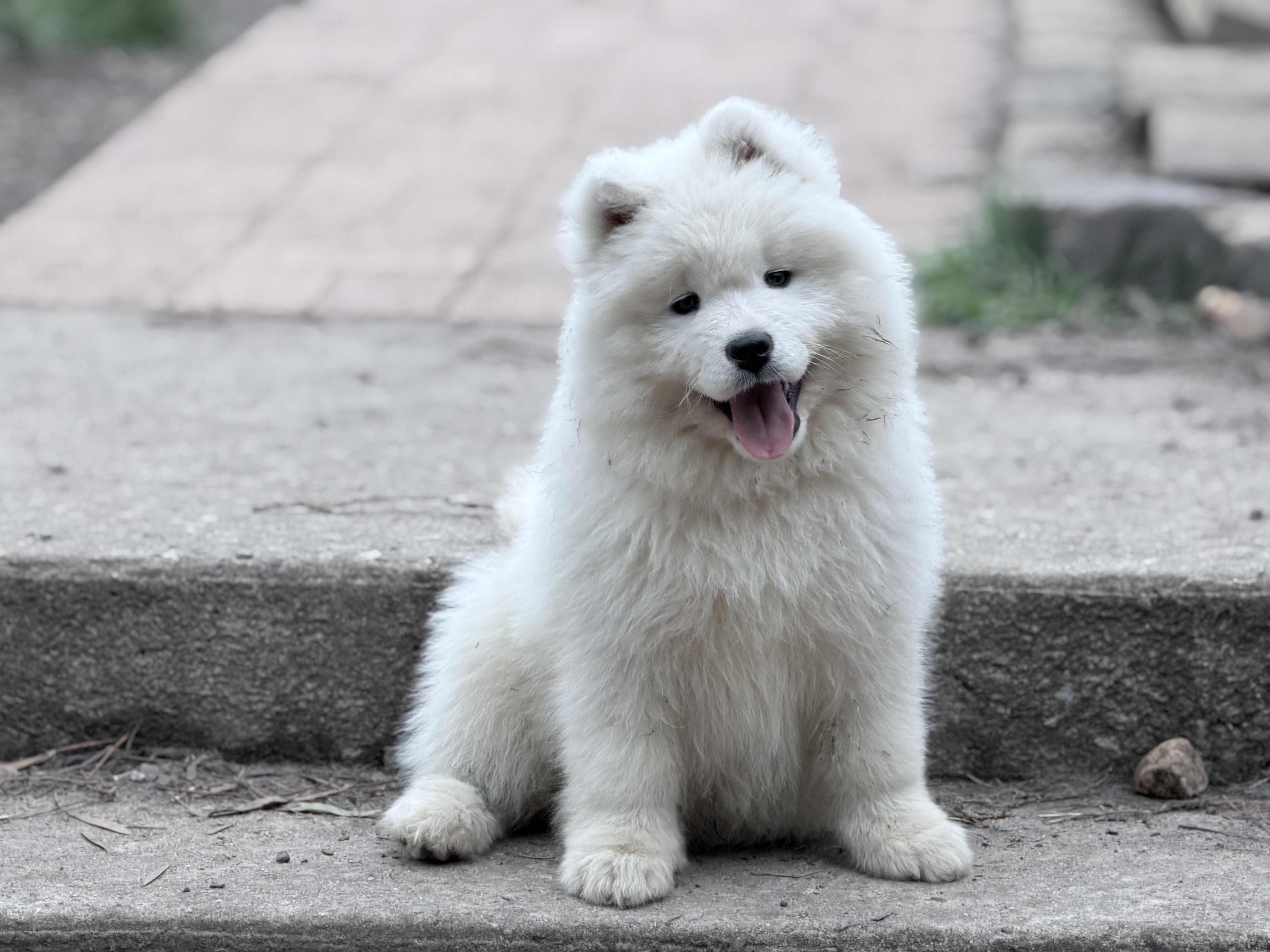 Samoyed puppy for sale by DENISE