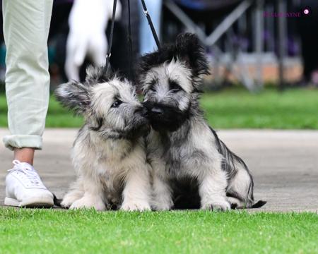Skye Terrier for sale by NORDICOZSKY