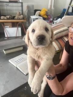 Labrador Retriever puppy for sale by TALULAPARK