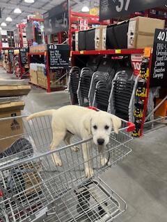 Labrador Retriever puppy for sale by TALULAPARK