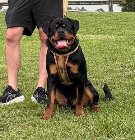 Rottweiler for sale by VANAHEIM